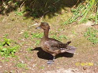 Bentley Wildfowl and Motor Museum 1079731 Image 6